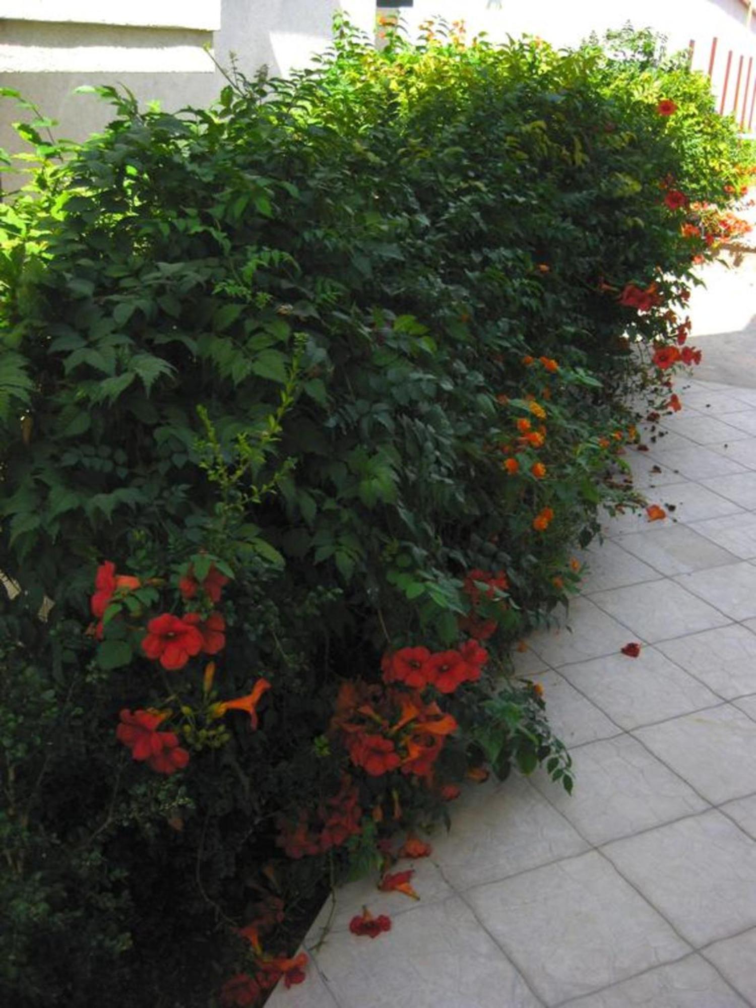 Villa Alba Apartments Dobra Voda Ngoại thất bức ảnh